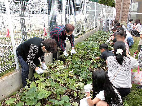 サツマイモを育てよう